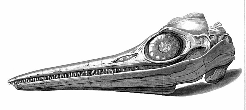 louisvillefossils.blogspot