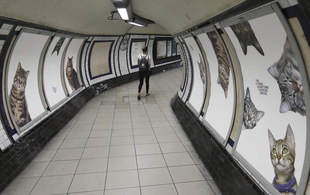 KK17 Londýn - Na snímke obrázky s maèkami na stanici metra Clapham Common v Londýne 13. septembra 2016. Za nápadom vymeni reklamy za obrázky s maèkami stojí obèianske zdruenie Citizens Advertising Takeover Service (CATS). Financie na prenájom vetkých reklamných plôch sa vyzbierali prostredníctvom crowdfundingovej sluby Kickstarter. Na 23 000 britských libier (27 000 eur) sa zloilo takmer 700 ¾udí. FOTO TASR/AP A poster featuring cats, on display, at the Clapham Common Tube station in London, Tuesday, Sept. 13, 2016. Cat lovers in need of a pick-me-up may start gravitating toward Londonâs Clapham Common Tube station. All of the stationâs customary advertisements have been taken down, replaced by 68 oversized portraits of rather adorable cats. (AP Photo/Frank Augstein)