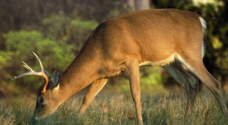 liveanimalslist.com