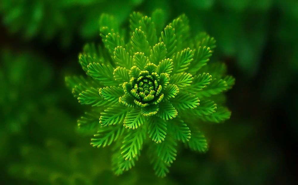 pixabay.com
