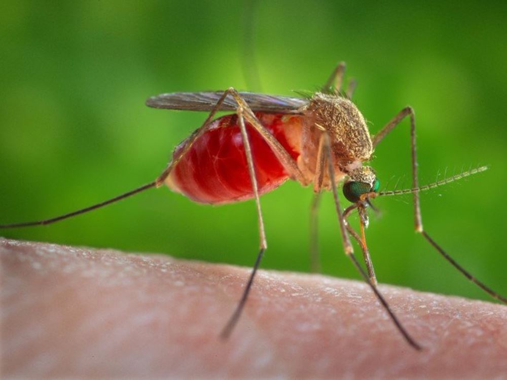http://www.sciencealert.com/these-are-the-world-s-15-deadliest-animals