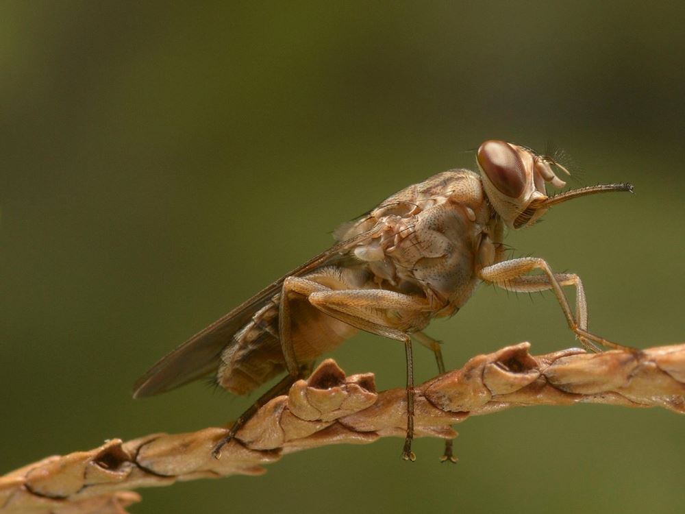 http://www.sciencealert.com/these-are-the-world-s-15-deadliest-animals