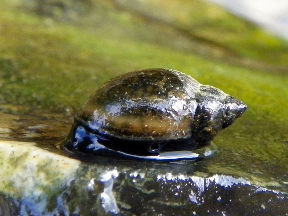 http://www.sciencealert.com/these-are-the-world-s-15-deadliest-animals
