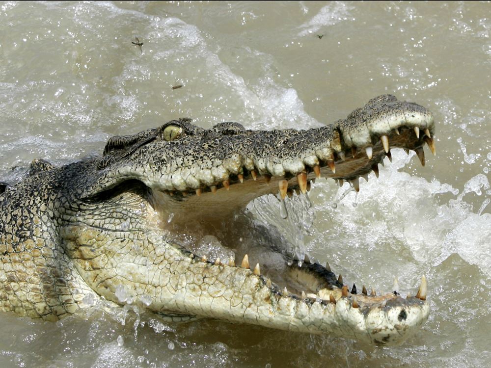 http://www.sciencealert.com/these-are-the-world-s-15-deadliest-animals