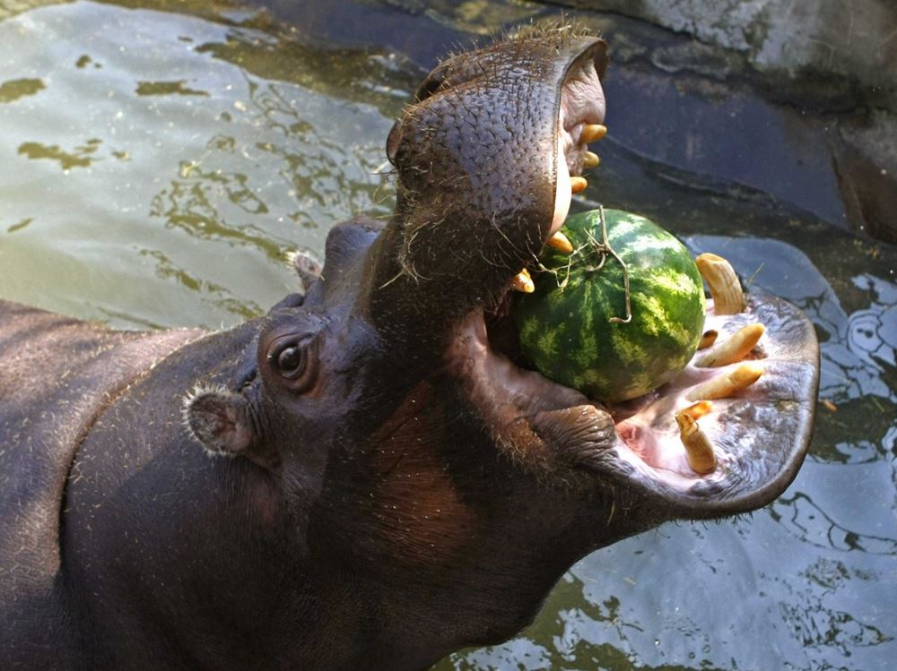 http://www.sciencealert.com/these-are-the-world-s-15-deadliest-animals