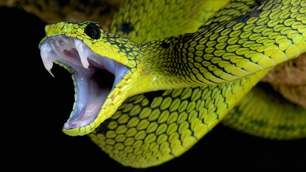 http://kids.nationalgeographic.com/explore/nature/super-snakes/