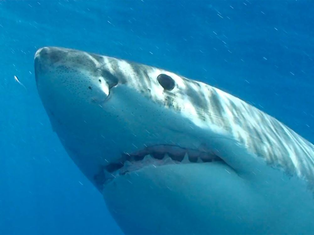 http://www.sciencealert.com/these-are-the-world-s-15-deadliest-animals