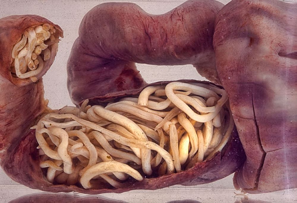 http://www.sciencealert.com/these-are-the-world-s-15-deadliest-animals