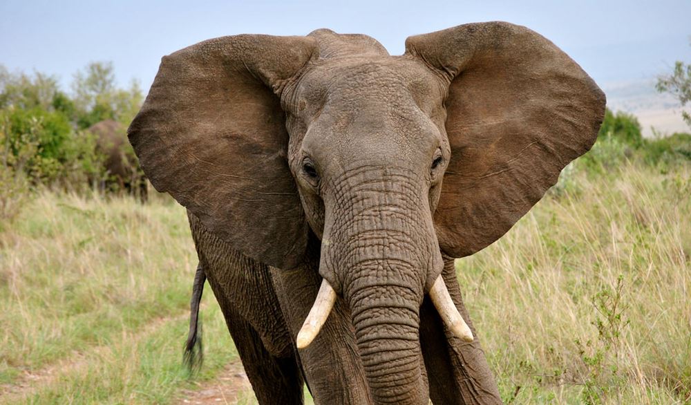http://www.sciencealert.com/these-are-the-world-s-15-deadliest-animals