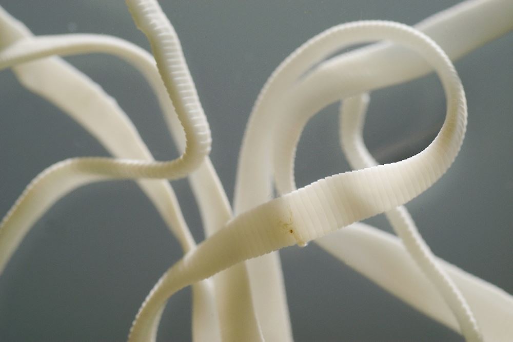 http://www.sciencealert.com/these-are-the-world-s-15-deadliest-animals