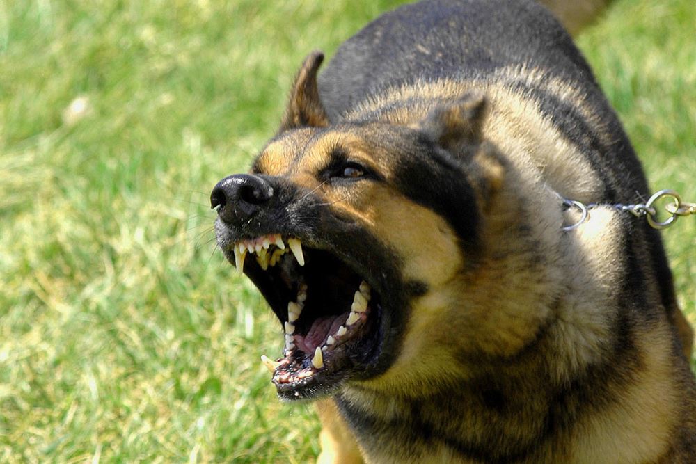 http://www.sciencealert.com/these-are-the-world-s-15-deadliest-animals