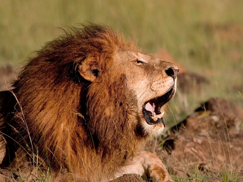 http://www.sciencealert.com/these-are-the-world-s-15-deadliest-animals