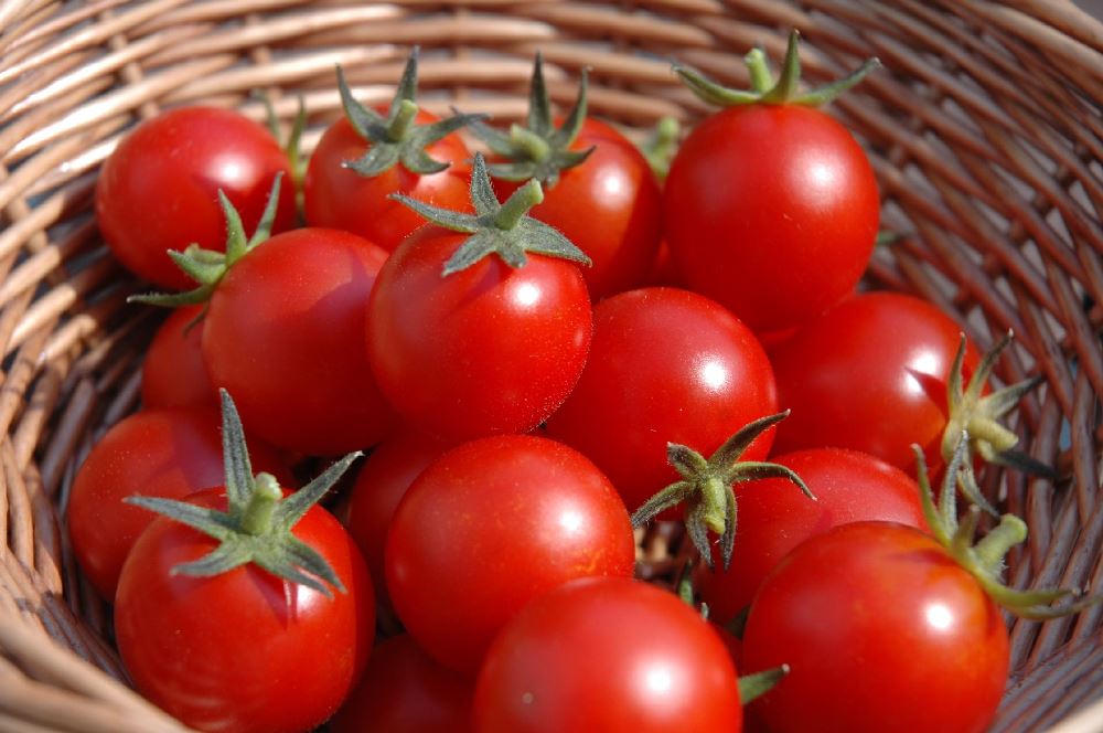 http://www.tomatodirt.com/growing-cherry-tomatoes.html