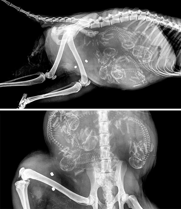wildxrays