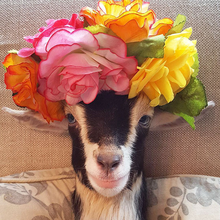 Boredpanda