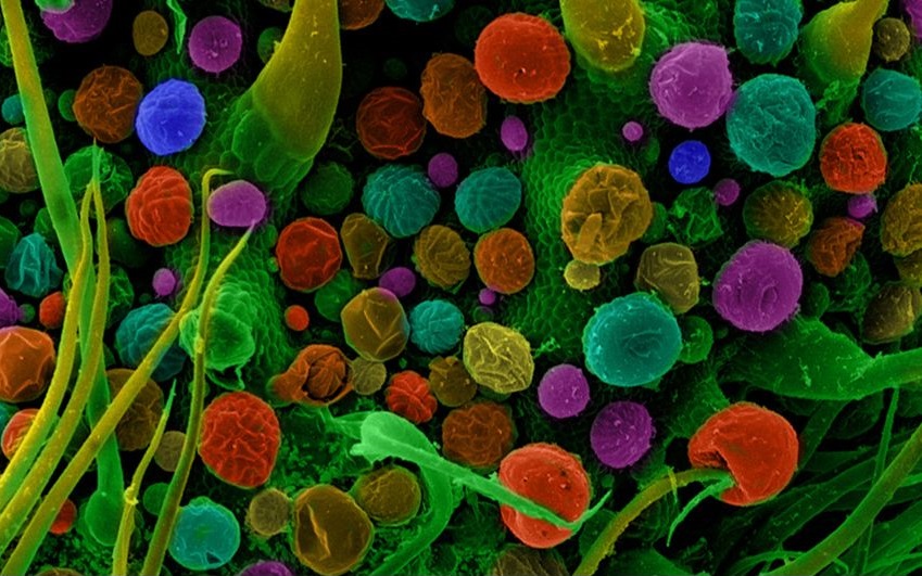 Cannabis Under The Microscope/Neatorama