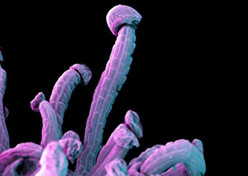 Cannabis Under The Microscope/Neatorama