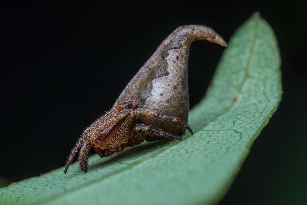 Indian Journal of Arachnology/Javed Ahmed/Twitter