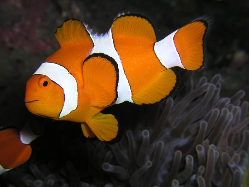 2. Túto rybu poznajú aj malé deti vďaka populárnemu animovanému filmu Hľadá sa Nemo. V skutočnosti sa však táto ryba volá: