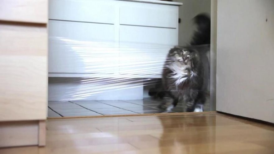 livejournal