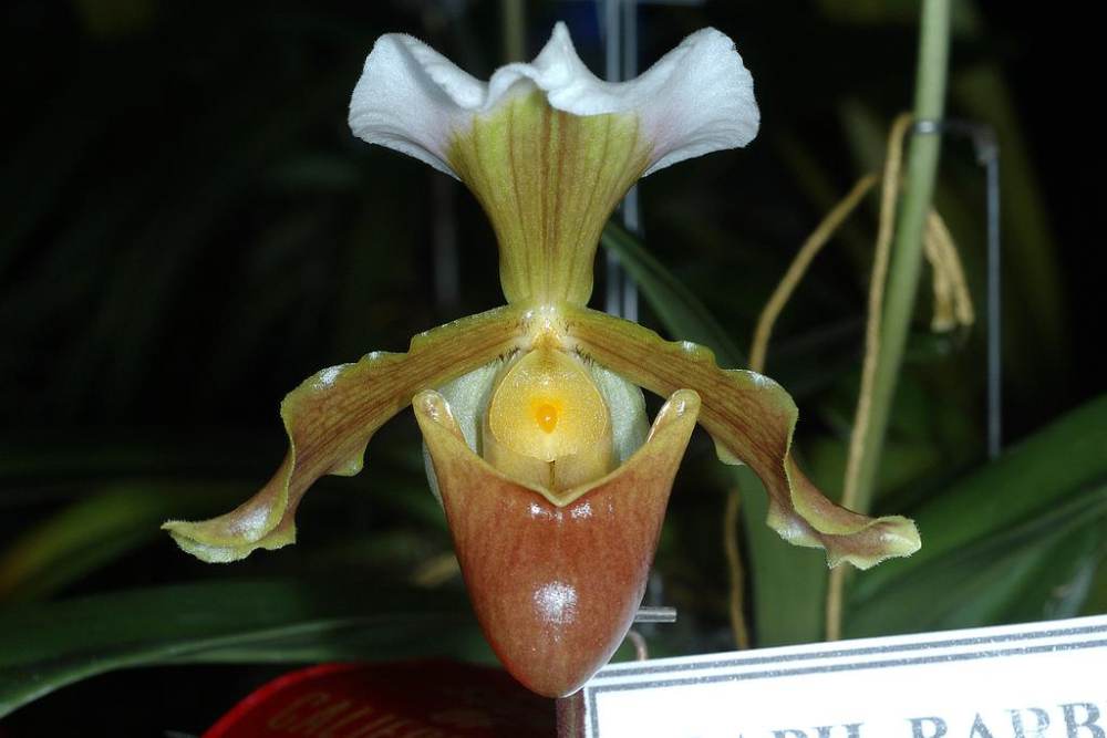 orchidea13