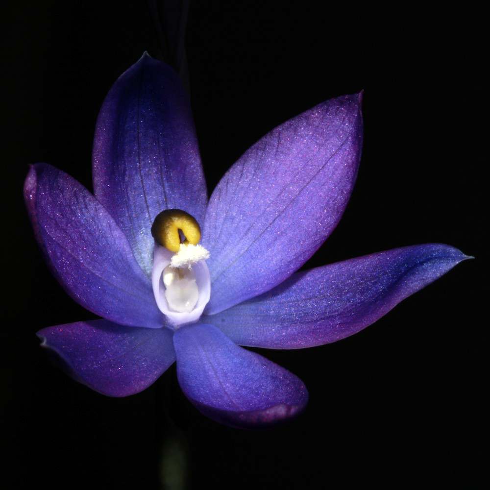 orchidea14