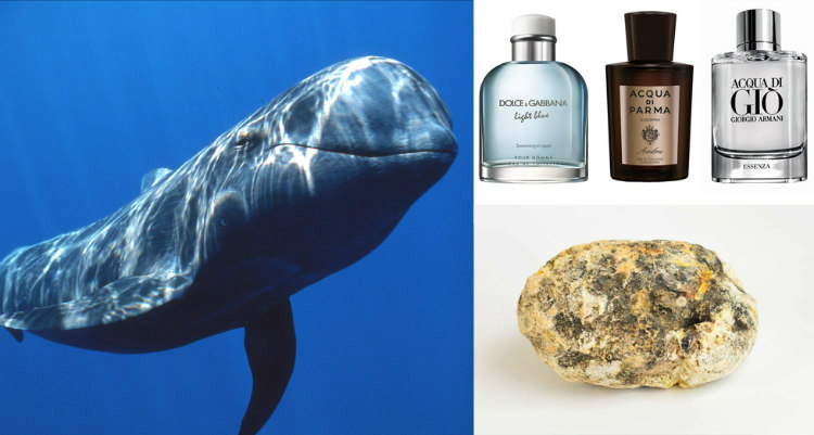whaleopedia / gq-magazine.co.uk / earthtouchnews