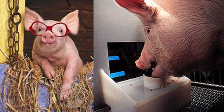 mypigmeup / warlight