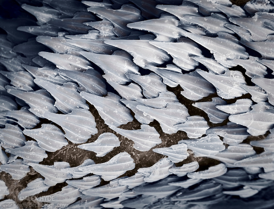 Dermal denticles on a Dogfish shark {Scyliorhinus sp}. These tooth-like structures on the skin of sharks and rays afford protection from predators and ectoparasites. They are also speculated to reduce drag whilst swimming. False coloured scanning electron micrograph. Dead specimen.