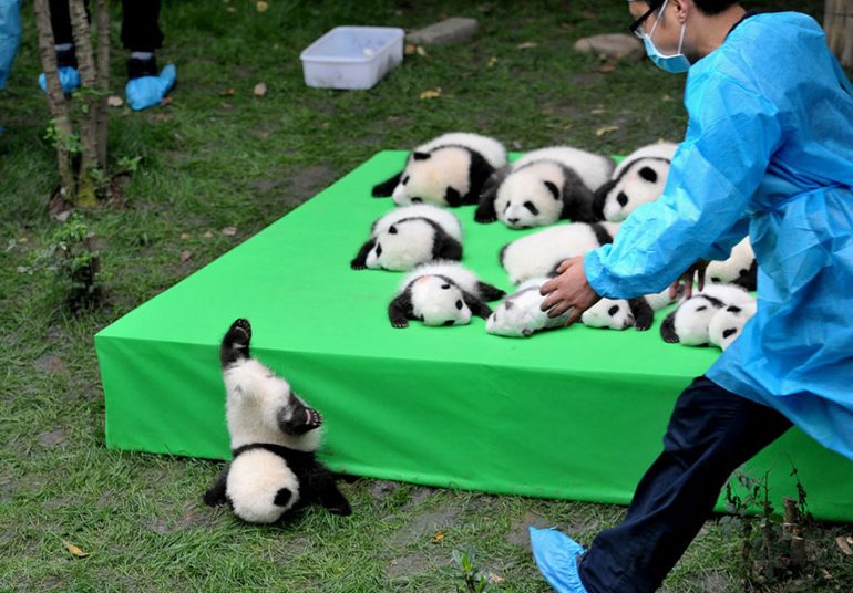 pandy-1-770x536