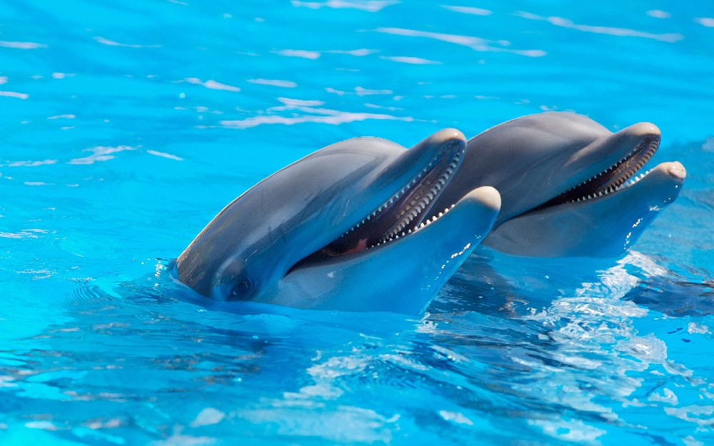 http://picscompany.com/pictures-of-dolphins/