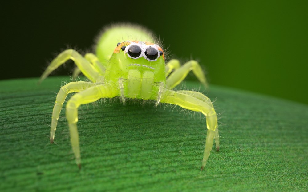 https://sk.pinterest.com/pauletticusj/cute-jumping-spiders/