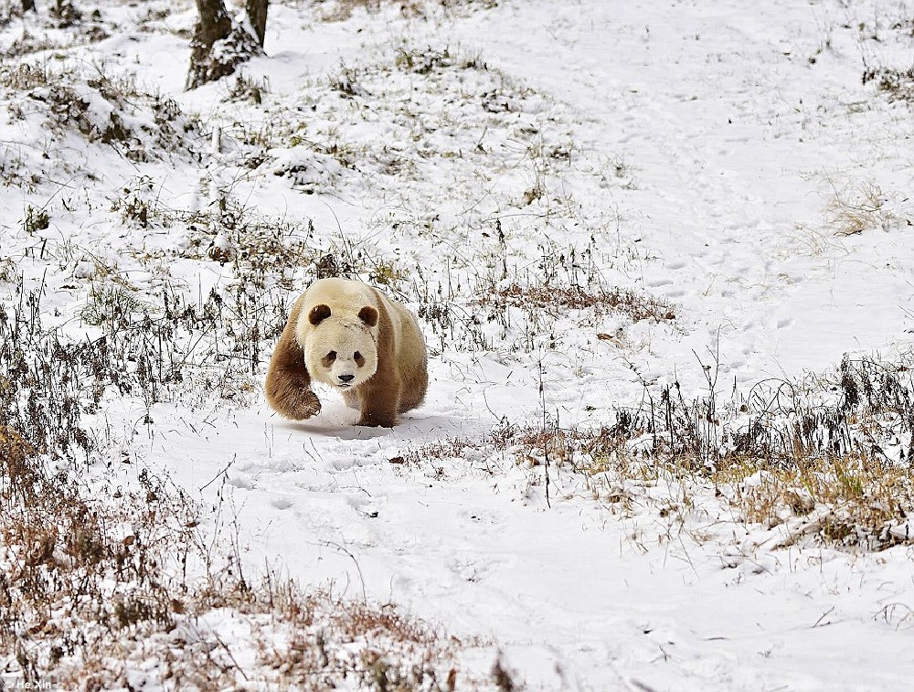 http://www.dailymail.co.uk/news/article-3836388/He-slower-cuter-Meet-world-s-BROWN-panda-Qizai-keeper-reveals-funny-details-bear-s-life.html