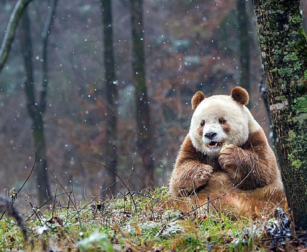 http://www.dailymail.co.uk/news/article-3836388/He-slower-cuter-Meet-world-s-BROWN-panda-Qizai-keeper-reveals-funny-details-bear-s-life.html