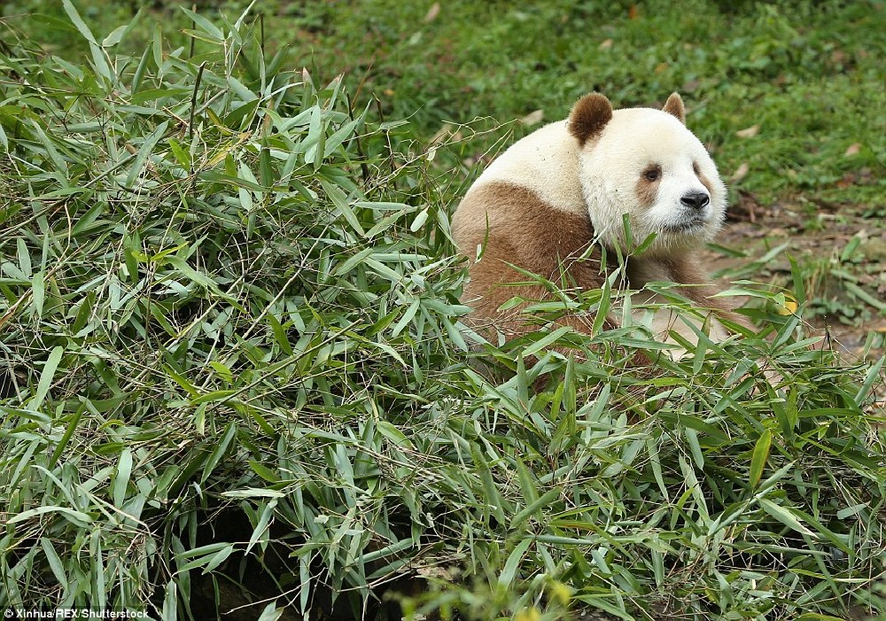 http://www.dailymail.co.uk/news/article-3836388/He-slower-cuter-Meet-world-s-BROWN-panda-Qizai-keeper-reveals-funny-details-bear-s-life.html