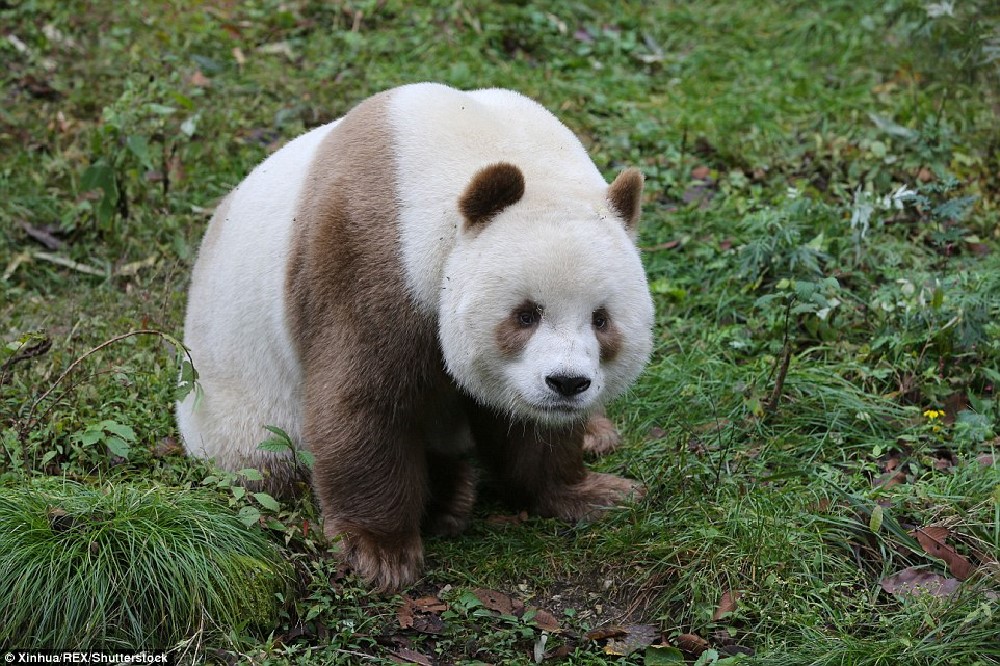 http://www.dailymail.co.uk/news/article-3836388/He-slower-cuter-Meet-world-s-BROWN-panda-Qizai-keeper-reveals-funny-details-bear-s-life.html