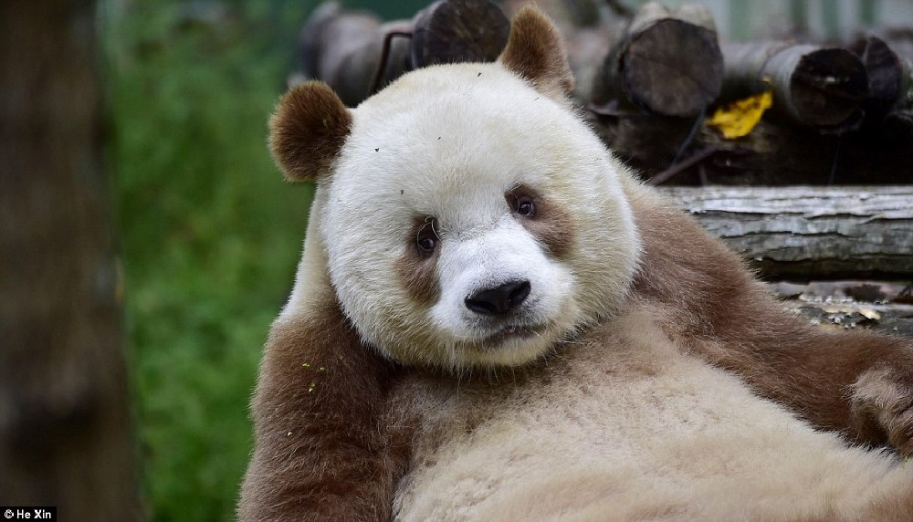 http://www.dailymail.co.uk/news/article-3836388/He-slower-cuter-Meet-world-s-BROWN-panda-Qizai-keeper-reveals-funny-details-bear-s-life.html