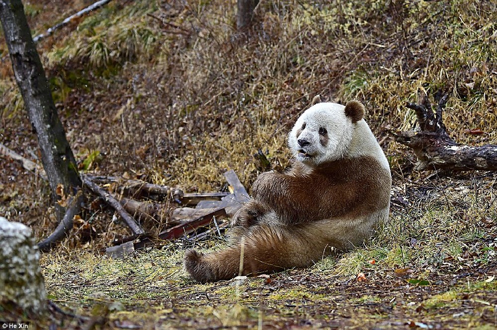 http://www.dailymail.co.uk/news/article-3836388/He-slower-cuter-Meet-world-s-BROWN-panda-Qizai-keeper-reveals-funny-details-bear-s-life.html