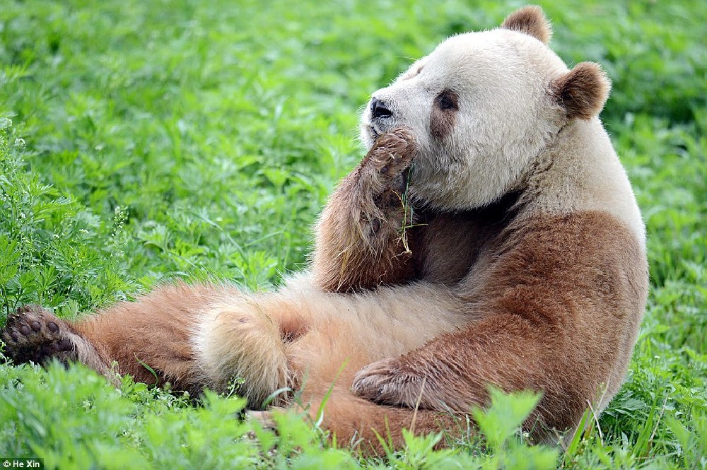 http://www.dailymail.co.uk/news/article-3836388/He-slower-cuter-Meet-world-s-BROWN-panda-Qizai-keeper-reveals-funny-details-bear-s-life.html