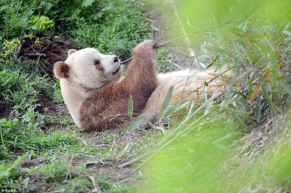 http://www.dailymail.co.uk/news/article-3836388/He-slower-cuter-Meet-world-s-BROWN-panda-Qizai-keeper-reveals-funny-details-bear-s-life.html