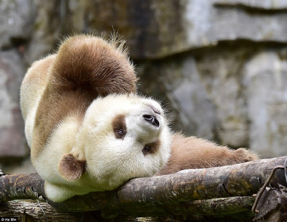 http://www.dailymail.co.uk/news/article-3836388/He-slower-cuter-Meet-world-s-BROWN-panda-Qizai-keeper-reveals-funny-details-bear-s-life.html