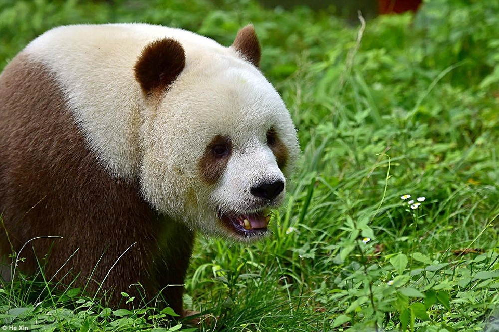 http://www.dailymail.co.uk/news/article-3836388/He-slower-cuter-Meet-world-s-BROWN-panda-Qizai-keeper-reveals-funny-details-bear-s-life.html