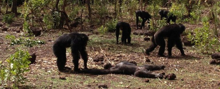 149870-84-chimps_1024-770x312