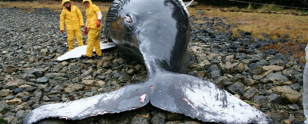 whale-strand_1024