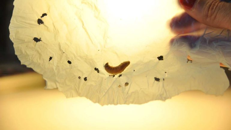 extra_large-1493046400-wax-worm-770x433