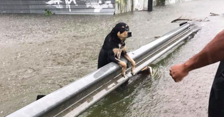 abandoned-dogs-storm-harvey-texas-fb4-770x404
