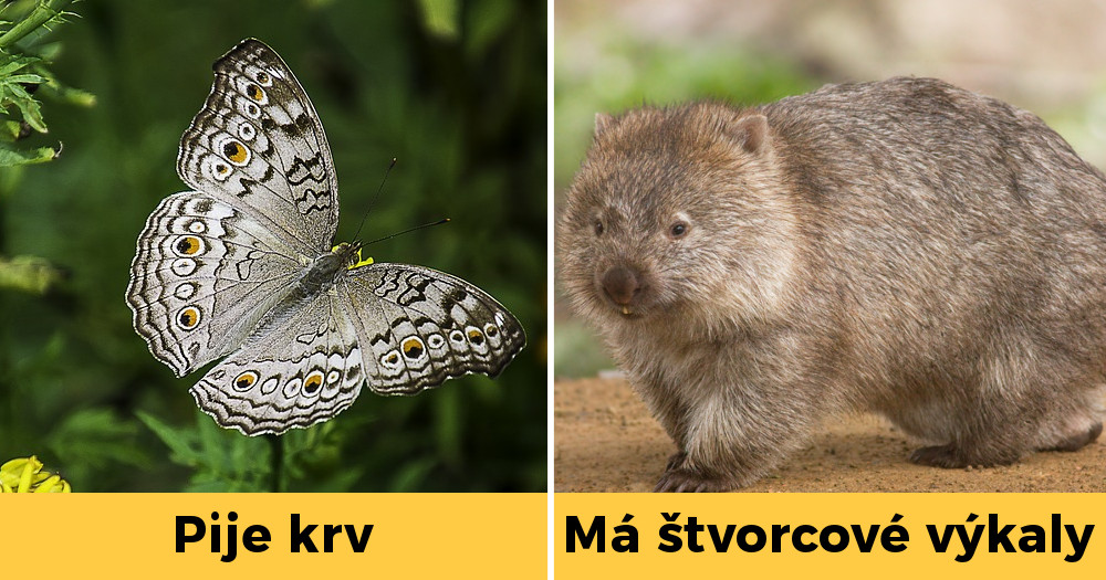 Pozri aj tento článok