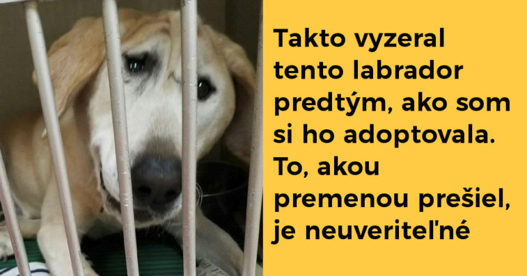 labradorsmutny-770x404