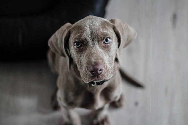 dog-770x513