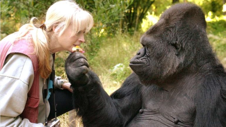 koko-gorila-770x433